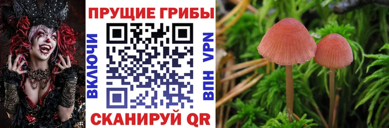 где можно купить наркотик  Вельск  OMG рабочий сайт  Псилоцибиновые грибы Psilocybe 